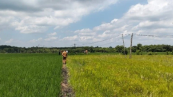 Panen Melimpah Belum Tentu Untung, Petani Perlu Hitung Biaya Produksi