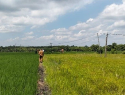 Panen Melimpah Belum Tentu Untung, Petani Perlu Hitung Biaya Produksi
