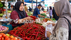 Harga Cabai di Palu Rp130 Ribu per Kg, Kemendagri Pantau Pangan